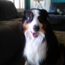 fuckyescutedogs-blog avatar