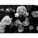 fuckyouandfuckme2 avatar