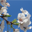 fukutarou-blr avatar