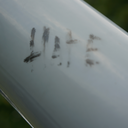 full-throttle-confidence avatar