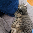 fullc0llectorpeanut avatar