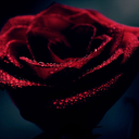 fullhorseplaideclipse avatar