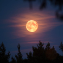 fullmoon-night26 avatar