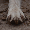 fullmoonshifts avatar