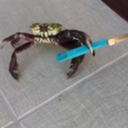 fullofcrabs avatar