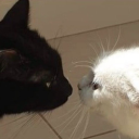 fullparttime-writer avatar