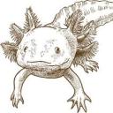 fullthrotlaxolotl avatar