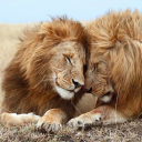 fullweaselmugbandit avatar