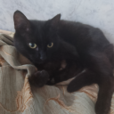 fullyuniversallydelusion avatar