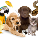 fun-pets avatar