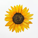 fundamentalcherrytree avatar