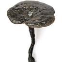 fungi-and-a-funguy avatar