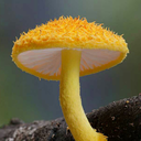 fungifanatics avatar