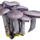 fungijpg avatar