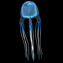 funkycubozoa avatar