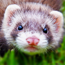 funkyferretjr avatar