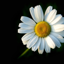 funkylilshack avatar