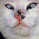 funniestcats avatar