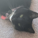 funny-discord avatar