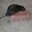 funny-man-funny-plan avatar