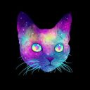 funny-world-of-cats avatar