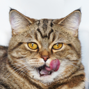 funnycatsandnicefish avatar