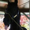 funnyhorsenames avatar