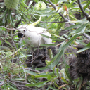 funsizedcherryripe avatar