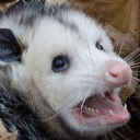 funssomopossum avatar