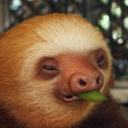 fuqyeahsloths-blog avatar