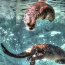 furby-exorcist avatar