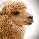 furiousalpacacrusade avatar