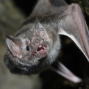 furiousblizzardbeard avatar