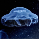 furiousjellyfishpainter avatar