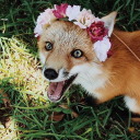 furrry-yifffer avatar