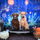 furryarbiterangel avatar