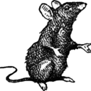 furysaidtoamouse avatar