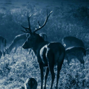 furystormee-blog avatar