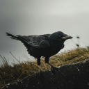 futurecronewitch avatar