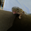 futurev1ctorian avatar