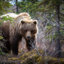 futuristicalmondthingcop avatar