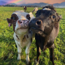 futuristicenemyfrog avatar