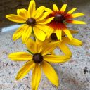 futuristictoadwinnerflower avatar