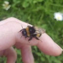 fuzzbuzzbumblebee avatar