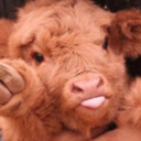 fuzzycalf avatar