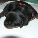 fuzzyfortitude avatar