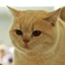 fuzzyinthehead avatar