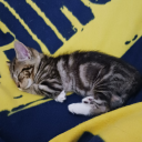 fuzzykitsworld avatar