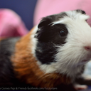 fuzzystarrs-blog avatar