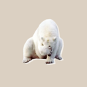 fyeahbadrperpolarbear avatar